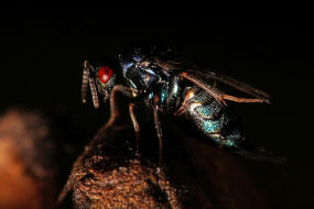 Ormyrus nitidulus / Weibchen / Ormyridae / berfamilie: Erzwespen - Chalcidoidea