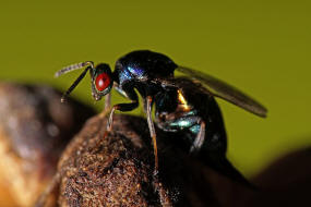 Ormyrus nitidulus / Weibchen / Ormyridae / berfamilie: Erzwespen - Chalcidoidea