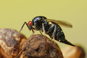 Ormyrus nitidulus / Weibchen / Ormyridae / berfamilie: Erzwespen - Chalcidoidea