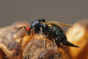 Ormyrus nitidulus / Weibchen / Ormyridae / berfamilie: Erzwespen - Chalcidoidea