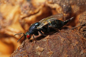 Ormyrus nitidulus / Weibchen / Ormyridae / berfamilie: Erzwespen - Chalcidoidea