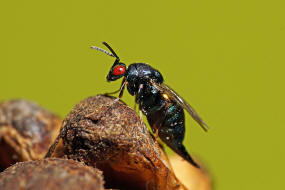 Ormyrus nitidulus / Weibchen / Ormyridae / berfamilie: Erzwespen - Chalcidoidea