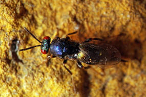 Ormyrus nitidulus / Weibchen / Ormyridae / berfamilie: Erzwespen - Chalcidoidea