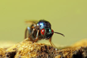 Ormyrus nitidulus / Weibchen / Ormyridae / berfamilie: Erzwespen - Chalcidoidea