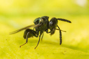 Perilampus spec. (Perilampidae)