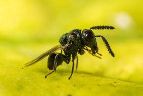 Perilampus spec. (Perilampidae)