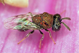 Perilampus aeneus / Ohne deutschen Namen / Perilampidae / berfamilie: Erzwespen - Chalcidoidea