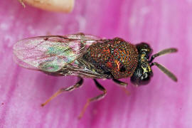 Perilampus aeneus / Ohne deutschen Namen / Perilampidae / berfamilie: Erzwespen - Chalcidoidea