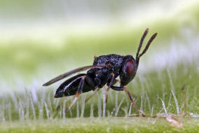 Pseudocatolaccus nitescens / Ohne deutschen Namen / Pteromalidae / berfamilie: Erzwespen - Chalcidoidea