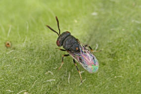 Pseudocatolaccus nitescens / Ohne deutschen Namen / Pteromalidae / berfamilie: Erzwespen - Chalcidoidea