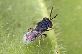 Pseudocatolaccus nitescens / Ohne deutschen Namen / Pteromalidae / Überfamilie: Erzwespen - Chalcidoidea