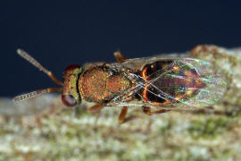 Chalcidoidea spec. / Unbestimmte Erzwespen / Erzwespen (Zehrwespen) - Chalcidoidae