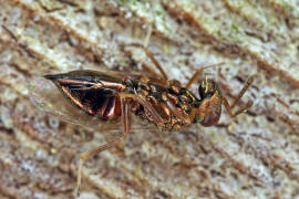 Chalcidoidea spec. / Unbestimmte Erzwespen / Erzwespen (Zehrwespen) - Chalcidoidae