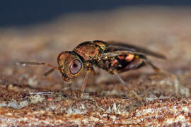 Chalcidoidea spec. / Unbestimmte Erzwespen / Erzwespen (Zehrwespen) - Chalcidoidae