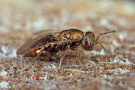 Chalcidoidea spec. / Unbestimmte Erzwespen / Erzwespen (Zehrwespen) - Chalcidoidae