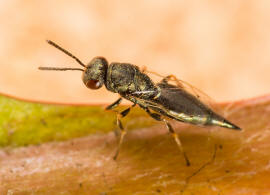 Pteromalus cardui (Erds, 1953) / Pteromalidae / berfamilie: Erzwespen - Chalcidoidea
