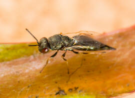 Pteromalus cardui (Erds, 1953) / Pteromalidae / berfamilie: Erzwespen - Chalcidoidea