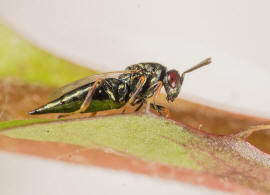 Pteromalus cardui (Erds, 1953) / Pteromalidae / berfamilie: Erzwespen - Chalcidoidea