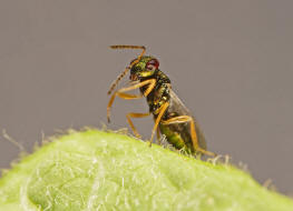 Pteromalus puparum / Puppen-Erzwespe / Pteromalidae / berfamilie: Erzwespen - Chalcidoidea