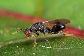 Sycophila biguttata / Ohne deutschen Namen / Eurytomidae - Eurytominae / berfamilie: Erzwespen - Chalcidoidea