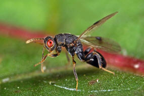 Sycophila biguttata / Ohne deutschen Namen / Eurytomidae - Eurytominae / berfamilie: Erzwespen - Chalcidoidea