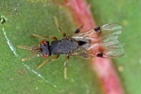 Sycophila biguttata / Ohne deutschen Namen / Eurytomidae - Eurytominae / berfamilie: Erzwespen - Chalcidoidea