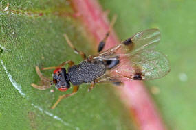 Sycophila biguttata / Ohne deutschen Namen / Eurytomidae - Eurytominae / berfamilie: Erzwespen - Chalcidoidea