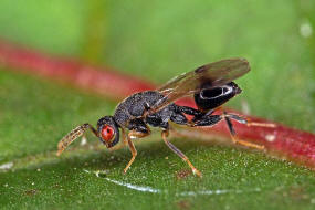 Sycophila biguttata / Ohne deutschen Namen / Eurytomidae - Eurytominae / berfamilie: Erzwespen - Chalcidoidea