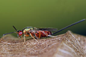 Torymus bedeguaris / Langstachlige Rosenerzwespe / Torymidae / berfamilie: Erzwespen - Chalcidoidea