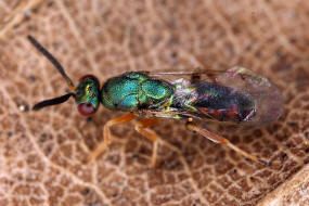 Torymus bedeguaris / Langstachlige Rosenerzwespe / Torymidae / berfamilie: Erzwespen - Chalcidoidea