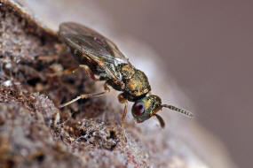 Trichomalus pexatus (Walker, 1835) / Pteromalidae (Erzwespen - Chalcidoidea)