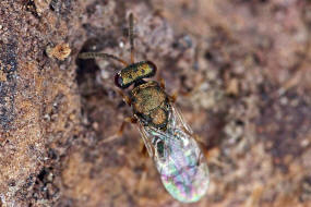 Trichomalus pexatus (Walker, 1835) / Pteromalidae (Erzwespen - Chalcidoidea)