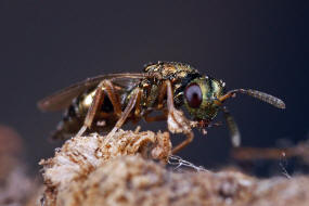 Trichomalus pexatus (Walker, 1835) / Pteromalidae (Erzwespen - Chalcidoidea)