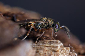 Trichomalus pexatus (Walker, 1835) / Pteromalidae (Erzwespen - Chalcidoidea)