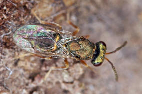 Trichomalus pexatus (Walker, 1835) / Pteromalidae (Erzwespen - Chalcidoidea)