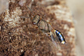 Trichomalus pexatus (Walker, 1835) / Pteromalidae (Erzwespen - Chalcidoidea)