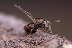 Trichomalus pexatus (Walker, 1835) / Pteromalidae (Erzwespen - Chalcidoidea)