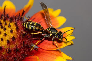 Polistes nimpha / Heide-Feldwespe / Vespidae - Faltenwespen - Polistinae - Feldwespen