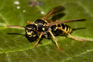 Polistes nimpha / Heide-Feldwespe / Vespidae - Faltenwespen - Polistinae - Feldwespen