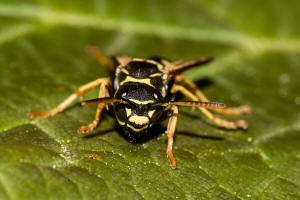 Polistes nimpha / Heide-Feldwespe / Vespidae - Faltenwespen - Polistinae - Feldwespen