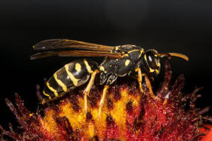 Polistes nimpha / Heide-Feldwespe / Vespidae - Faltenwespen - Polistinae - Feldwespen