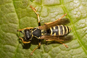 Polistes nimpha / Heide-Feldwespe / Vespidae - Faltenwespen - Polistinae - Feldwespen