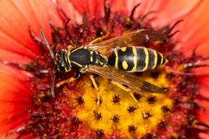 Polistes nimpha / Heide-Feldwespe / Vespidae - Faltenwespen - Polistinae - Feldwespen