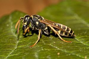 Polistes nimpha / Heide-Feldwespe / Vespidae - Faltenwespen - Polistinae - Feldwespen