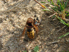 Vespa crabro / Hornisse (Arbeiterin) / Vespidae - Faltenwespen (Beute ist eine Blauflglige dlandschrecke)