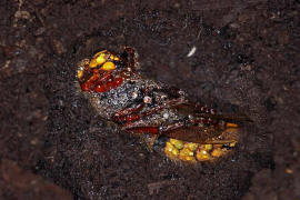 Vespa crabro / Hornisse (Knigin im Winterquartier) / Vespidae - Faltenwespen