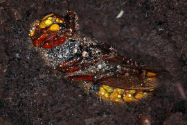 Vespa crabro / Hornisse (Knigin im Winterquartier) / Vespidae - Faltenwespen