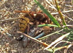 Vespa crabro / Hornisse (Arbeiterin) / Vespidae - Faltenwespen (Beute ist eine Blauflglige dlandschrecke)