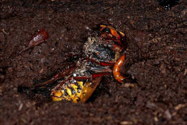 Vespa crabro / Hornisse (Knigin im Winterquartier) / Vespidae - Faltenwespen