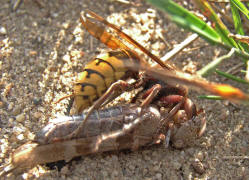 Vespa crabro / Hornisse (Arbeiterin) / Vespidae - Faltenwespen (Beute ist eine Blauflglige dlandschrecke)